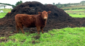 Cattle and Cattle Waste